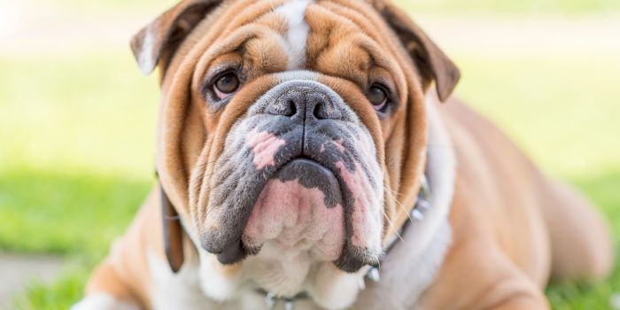 Dieta Blanda para perros